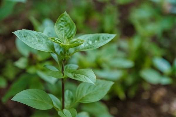 Comment l'assurance peut soutenir les projets écologiques